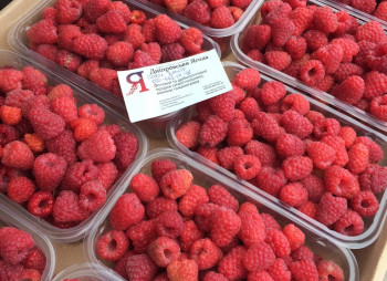 Агрокомпания по выращиванию винограда, клубники и малины