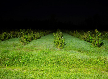 Berry farm for growing organic raspberries and currants