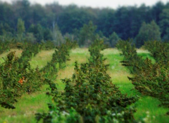 Berry farm for growing organic raspberries and currants