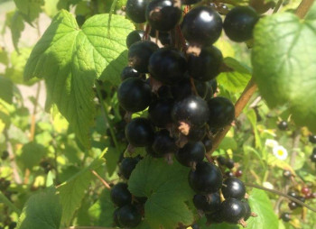 Berry farm for growing organic raspberries and currants