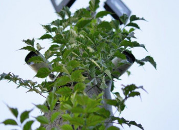 Berry farm for growing organic raspberries and currants