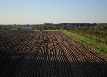 Berry farm for growing organic raspberries and currants