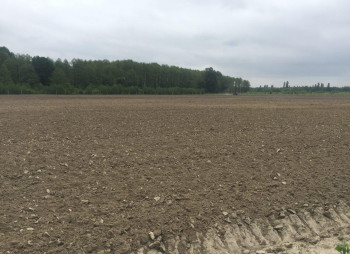 Berry farm for growing organic raspberries and currants