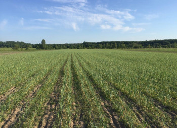 Berry farm for growing organic raspberries and currants