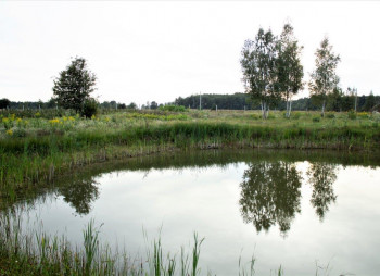 Berry farm for growing organic raspberries and currants