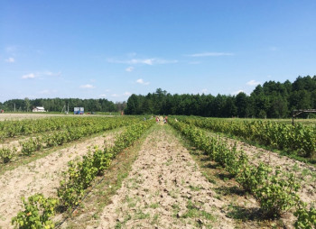 Berry farm for growing organic raspberries and currants