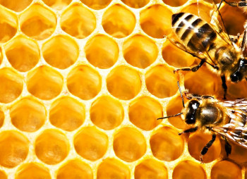 Пасека в Харьковской области