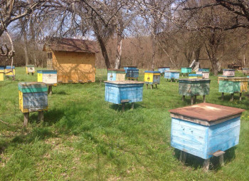 Пасека в Харьковской области