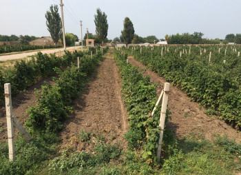 Агрокомпания по выращиванию винограда, клубники и малины