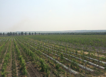 Агрокомпания по выращиванию винограда, клубники и малины