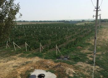 Агрокомпания по выращиванию винограда, клубники и малины