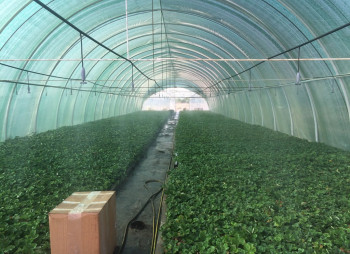 Агрокомпания по выращиванию винограда, клубники и малины