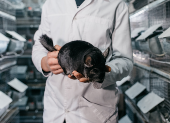 Выращивание шиншил и производство шиншиллового меха