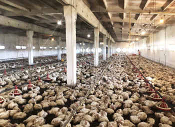 Продаж діючого птахокомплексу у Черкаській області