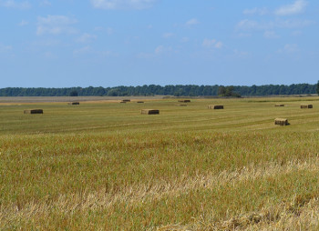 Продаж виробництва паливних і кормових пелет 55 000 тонн на рік у Вінницькій області