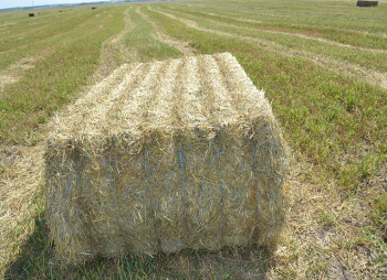 Продаж виробництва паливних і кормових пелет 55 000 тонн на рік у Вінницькій області