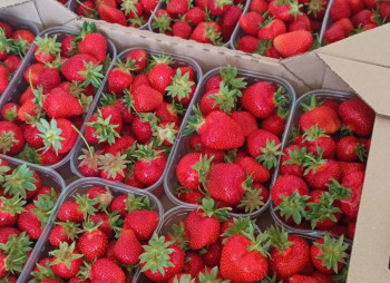 Продажа ягодной фермы 12 га в Киевской области