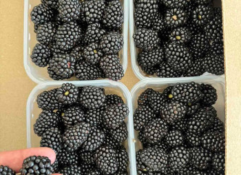 Продажа ягодной фермы 12 га в Киевской области