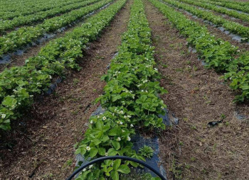 Продажа ягодной фермы 12 га в Киевской области