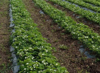 Продажа ягодной фермы 12 га в Киевской области