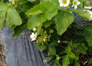 Продажа ягодной фермы 12 га в Киевской области