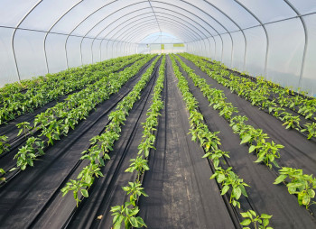 Продажа тепличного комплекса из 32 теплиц (16 000 м²) в Киевской области
