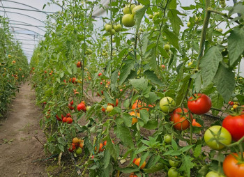 Продажа тепличного комплекса из 32 теплиц (16 000 м²) в Киевской области