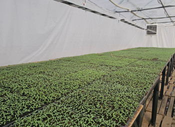 Продажа тепличного комплекса из 32 теплиц (16 000 м²) в Киевской области
