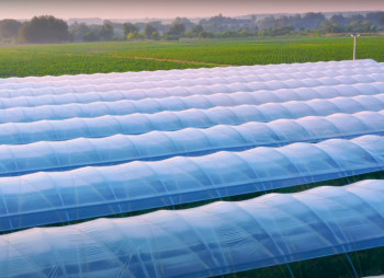 Продажа ягодного бизнеса по выращиванию голубики и клубники в Киевской области