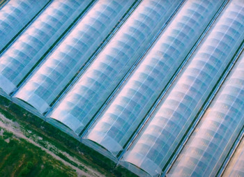 Продажа ягодного бизнеса по выращиванию голубики и клубники в Киевской области