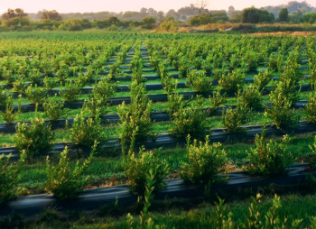 Продажа ягодного бизнеса по выращиванию голубики и клубники в Киевской области
