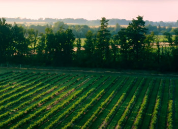 Продажа ягодного бизнеса по выращиванию голубики и клубники в Киевской области