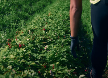 Продажа ягодного бизнеса по выращиванию голубики и клубники в Киевской области