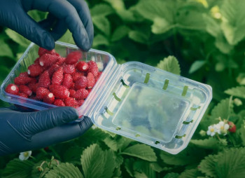 Продажа ягодного бизнеса по выращиванию голубики и клубники в Киевской области