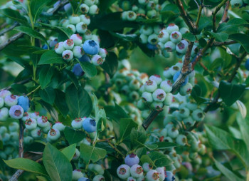 Продажа ягодного бизнеса по выращиванию голубики и клубники в Киевской области