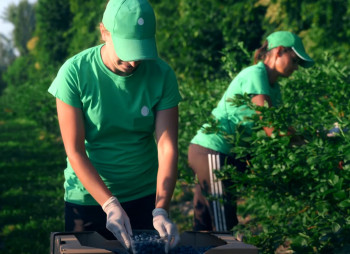 Продажа ягодного бизнеса по выращиванию голубики и клубники в Киевской области