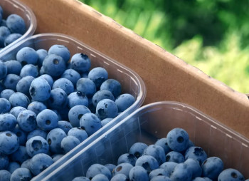 Продажа ягодного бизнеса по выращиванию голубики и клубники в Киевской области