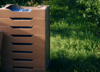 Продажа ягодного бизнеса по выращиванию голубики и клубники в Киевской области