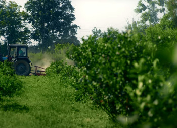 Продажа ягодного бизнеса по выращиванию голубики и клубники в Киевской области