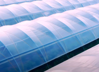 Продажа ягодного бизнеса по выращиванию голубики и клубники в Киевской области