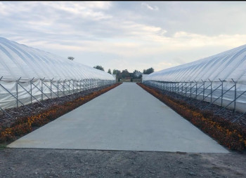 90 ha Strawberry Greenhouse Complex in the Kyiv Region for Sale