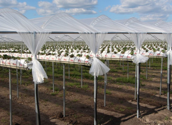 90 ha Strawberry Greenhouse Complex in the Kyiv Region for Sale