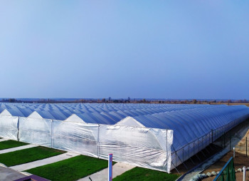 90 ha Strawberry Greenhouse Complex in the Kyiv Region for Sale