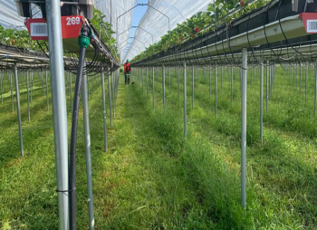 90 ha Strawberry Greenhouse Complex in the Kyiv Region for Sale