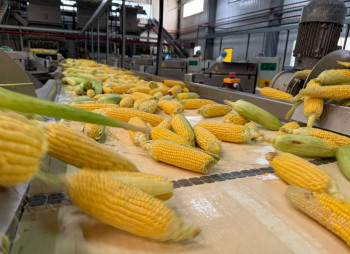 Продаж комплексу із заморозки овочів, фруктів та ягід і холодильником на 5 000 тонн на Черкащині