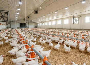 Продажа птицеводческого комплекса полного цикла в Николаевской области