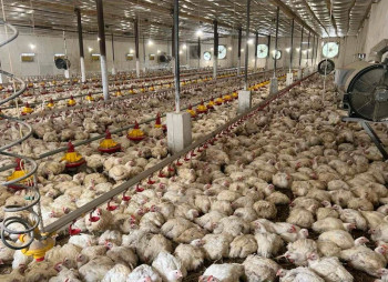 Operating Poultry Farm in Lviv Region for Sale