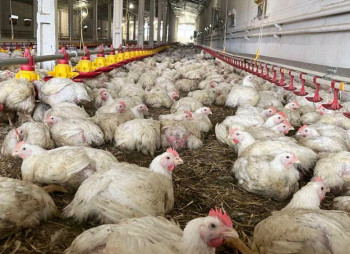 Operating Poultry Farm in Lviv Region for Sale