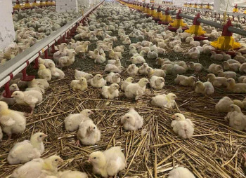 Operating Poultry Farm in Lviv Region for Sale
