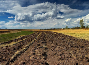 Верховная Рада пролонгировала мораторий на отчуждение сельхозземель Украины до 2017 года